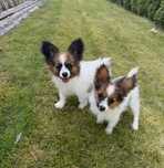 Papillon spaniel kontynentalny minaiturowy szczeniak suczka