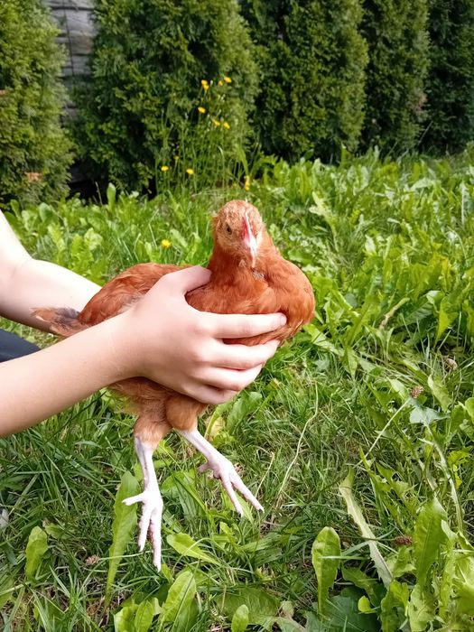 Kura kury Rosy naturalne ekologiczne kury pisklaki kury Rosy
