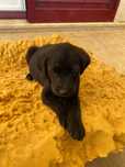 Doam-se 4 cãezinhos com 2 meses mistura de Lavradore Pointer