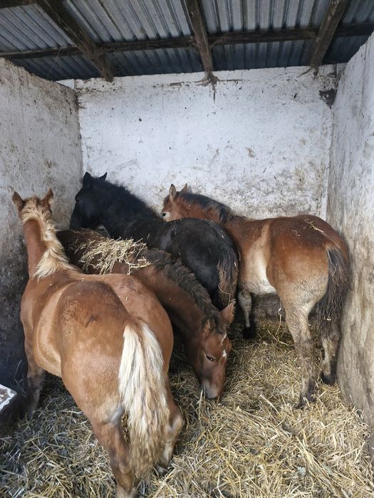 Sprzedam konie zimnokrwiste