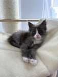Kocurek Maine Coon - Hugo