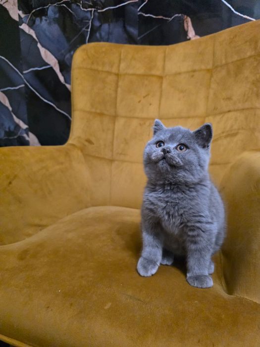 Kocur brytyjski niebieski FPL