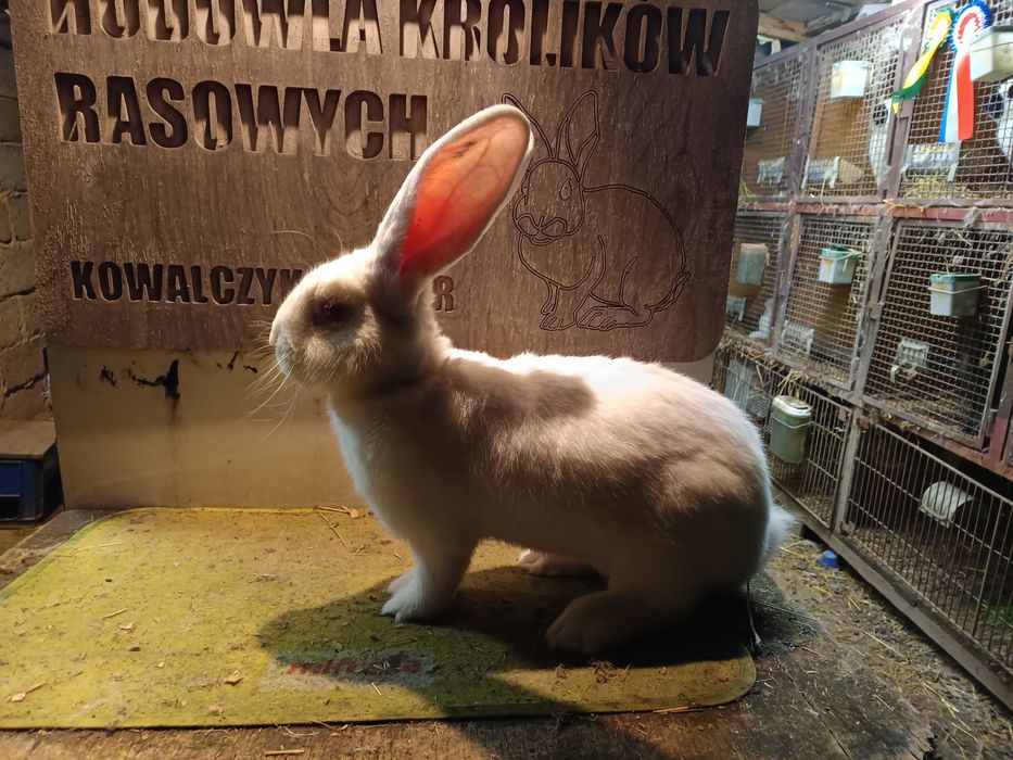 Olbrzym belgijski biały samce /samice