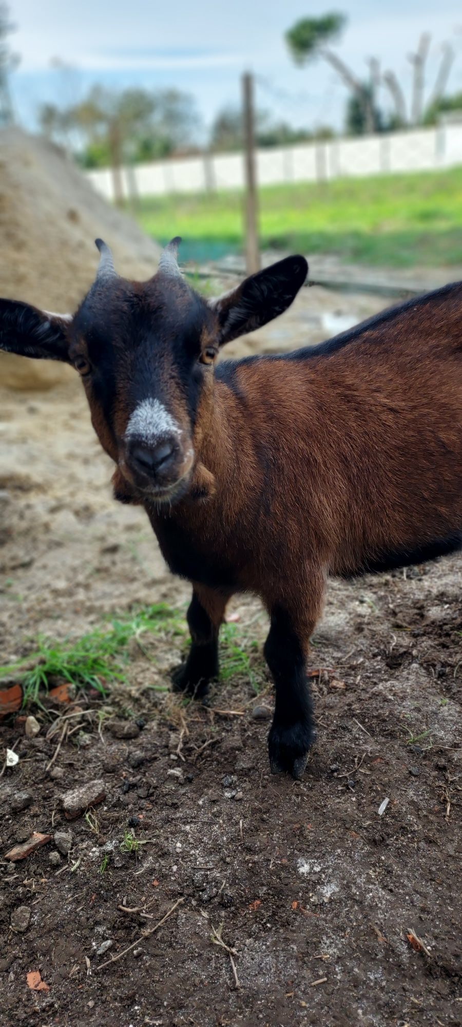 Casal de cabras Anãs