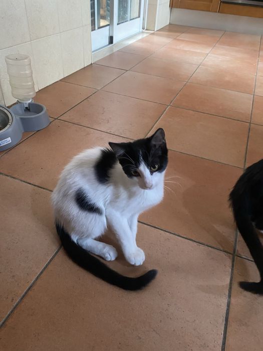 Duas gatinhas adoráveis para adoção – 2 meses e meio