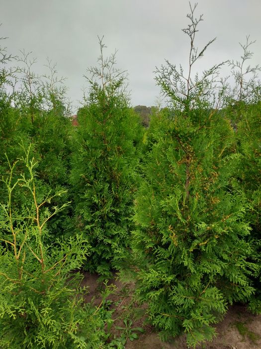 Tuja brabant,brabant Gold 120/300cm ,formowane
