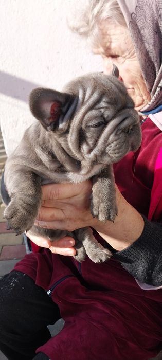 Вип  голубой мальчик