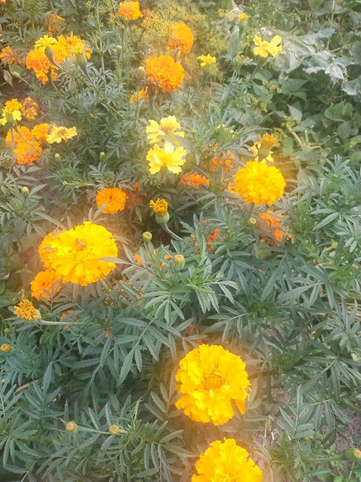 Aksamitka wysoka, nasiona