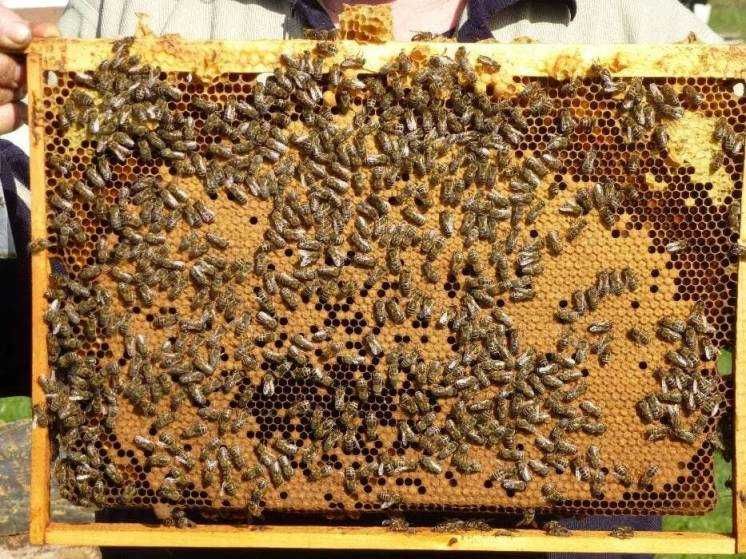 Бджолопакети, бджолосім'ї Карпатка, з власної пасіки
