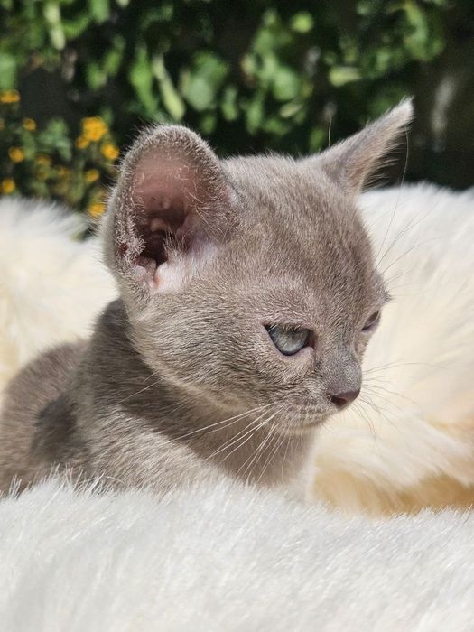 Бурма європейська