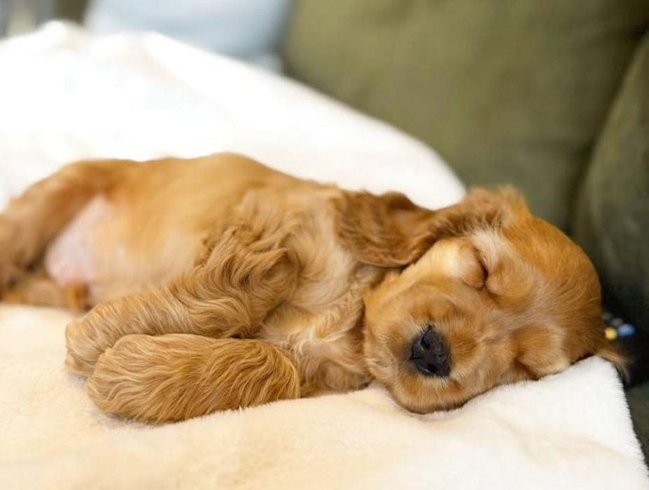 Спаніельки - дівчатка для люблячої сім'ї .