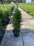 Thuja tuja szmaragd 50-70cm w doniczce