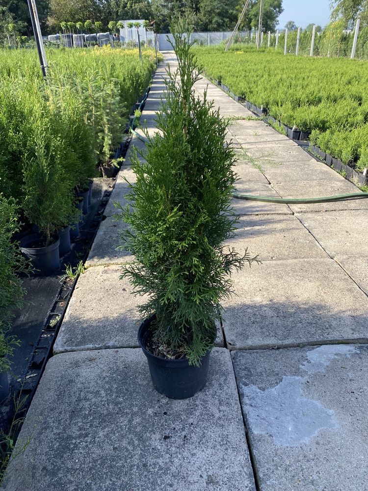 Thuja tuja szmaragd 60-70cm w doniczce