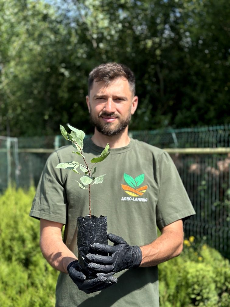 Саджанці фісташки, актинідії