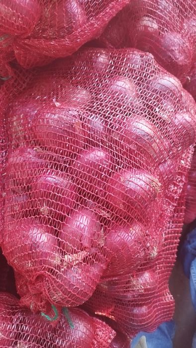 Sprzedam czerwoną cebulę