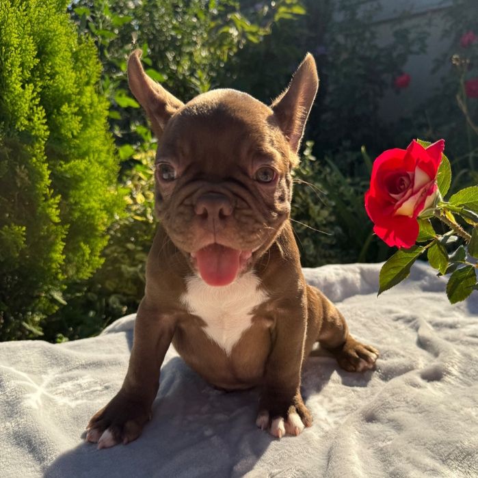 Ваше шоколадное счастье