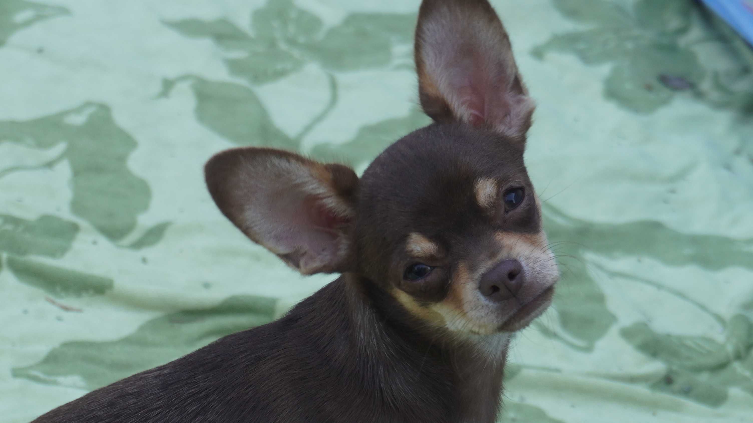 Czekoladowy piesek Chihuahua krótkowłosy - ZKwP/FCI