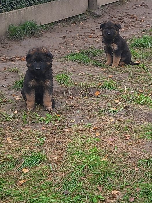 Owczarek niemiecki długowłosy