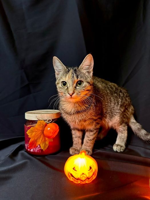 Котёнок 5 месяцев