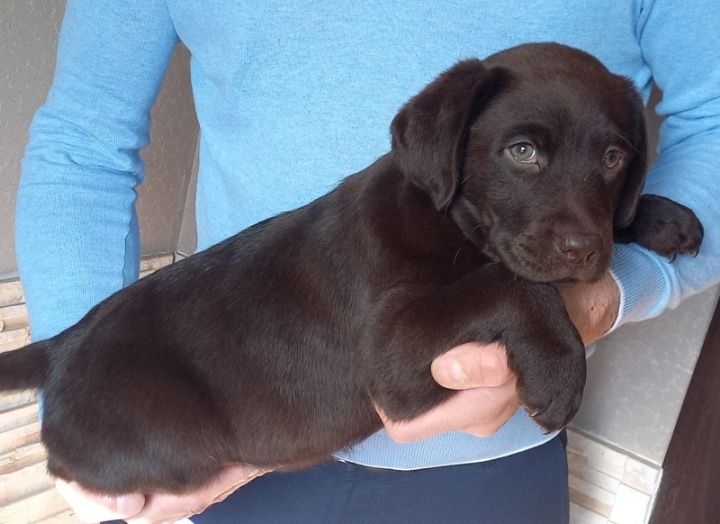 Крупный Шоколад коричневый Лабрадор Ретривер щенки питомника
