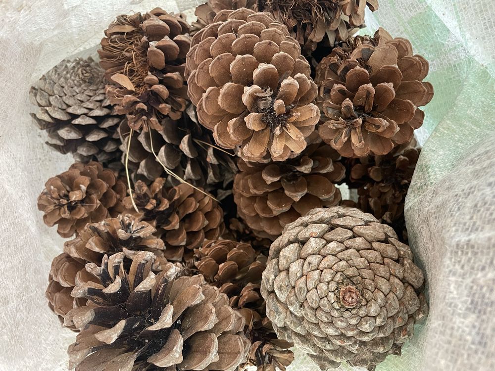 Vendo pinhas secas para o INVERNO!!!