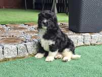 Piesek cavapoo  z metryką