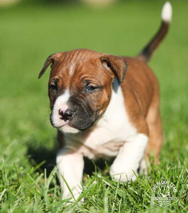 American Pit Bull  , Sataffik Amstaff