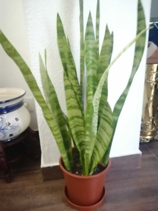 Planta natural espada de São Jorge grande