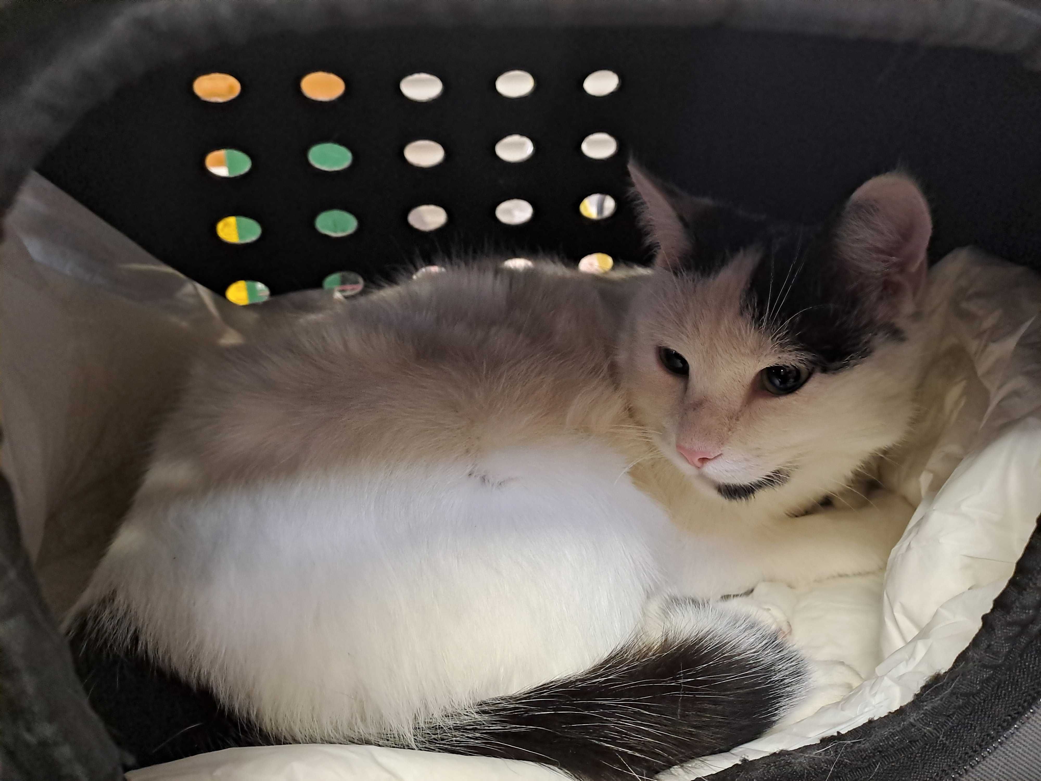 MIETEK cudowny kotek do adopcji