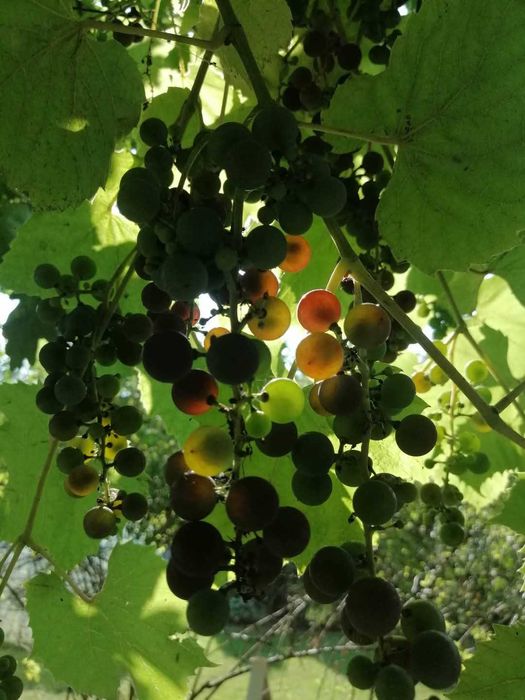 Dzialka ROD Leśnik, Przybyszewskiego