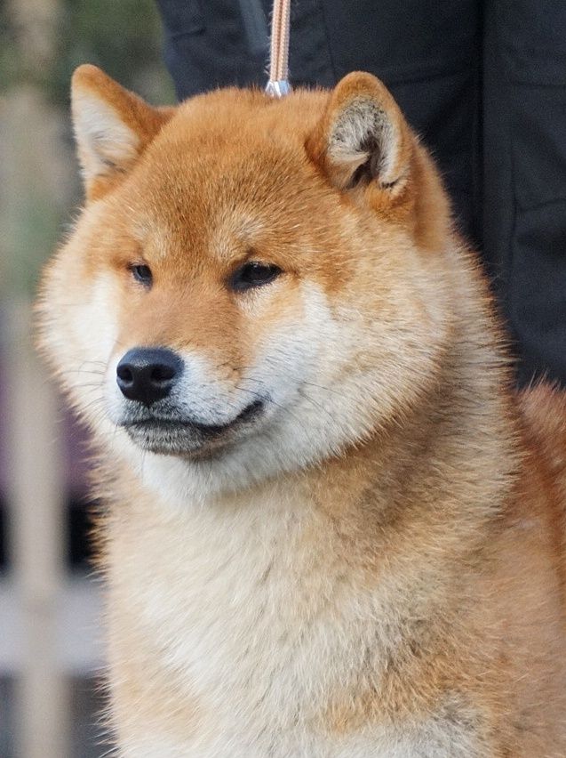 Шиба Ину,Сіба Іну(Shiba·inu) 10месяцев