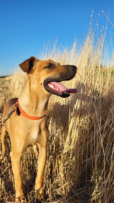 CZEKOLADEK 1 rok, uroczy psiak, lubi dzieci. Uratowany w Bułgarii