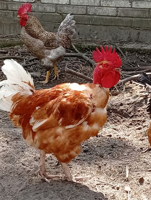 Молодий півень недорого