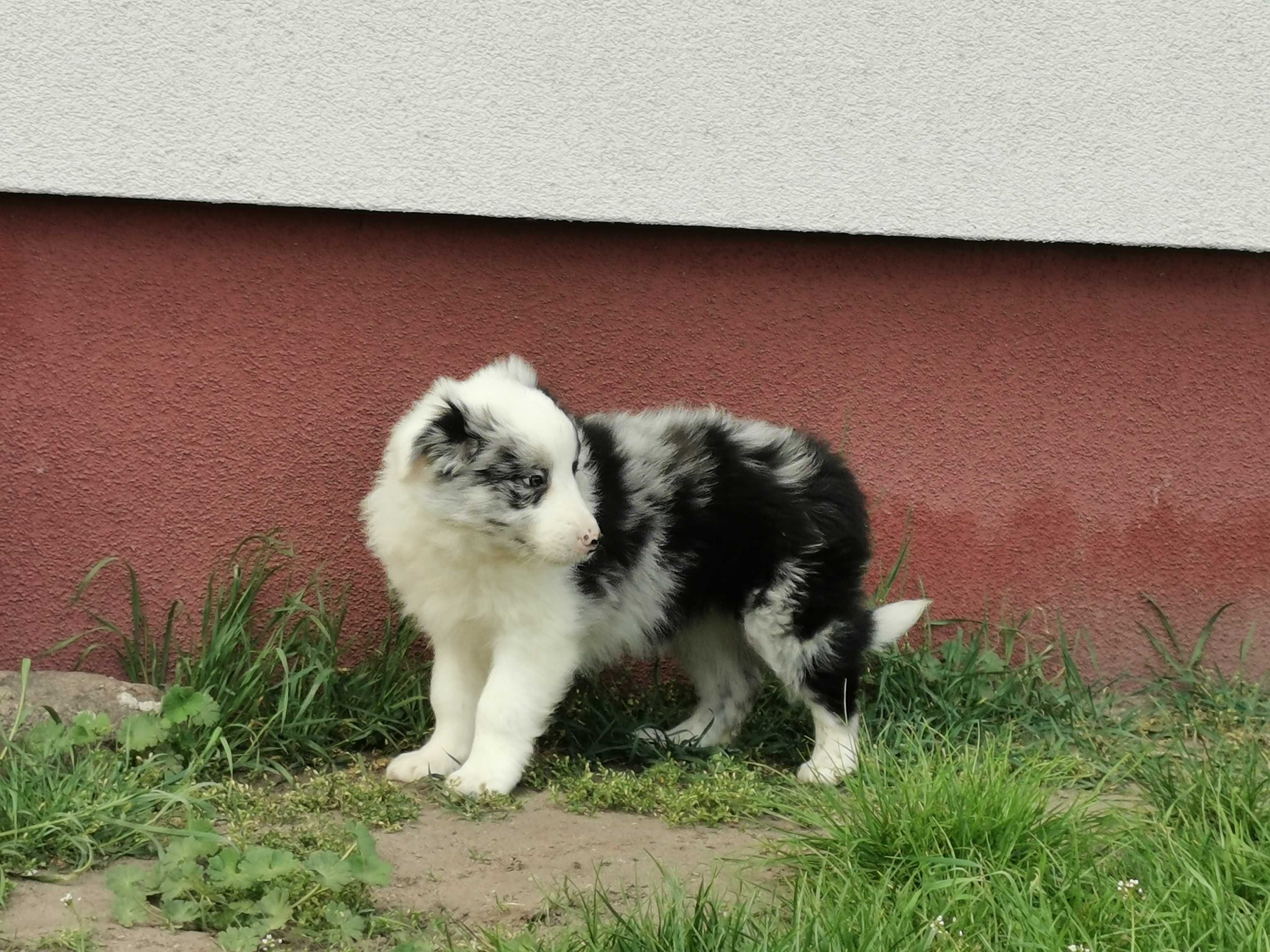 Border collie piesek blue merle