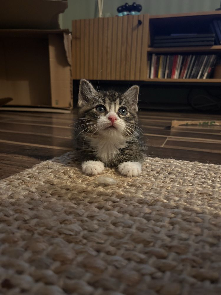 Mlode kociaki do adopcji