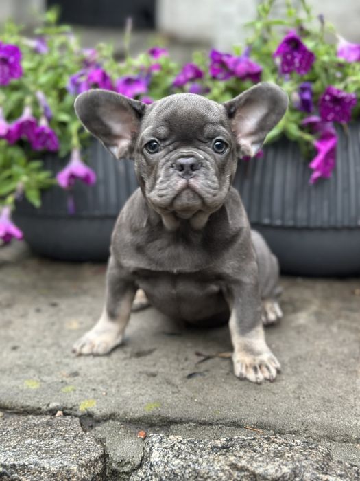 Щенки французского бульдога
