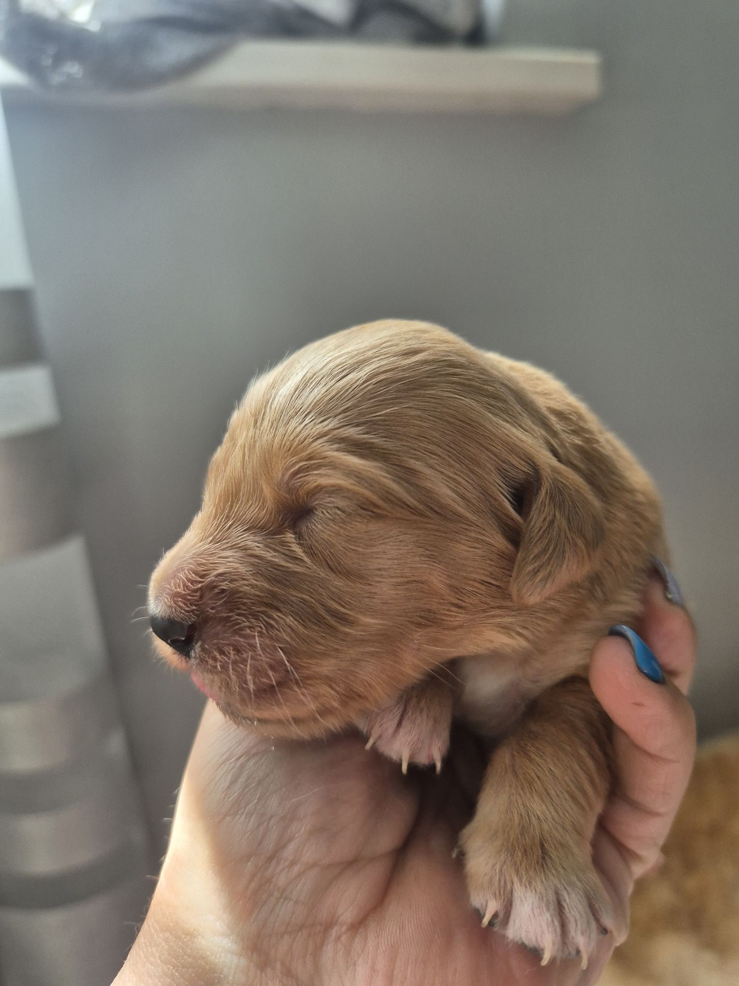 Golden Retriever - złota suczka , do odbioru po 20 sierpniat