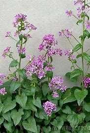 Miesiącznica roczna (Lunaria annua)w doniczce P9, judaszowe srebrniki