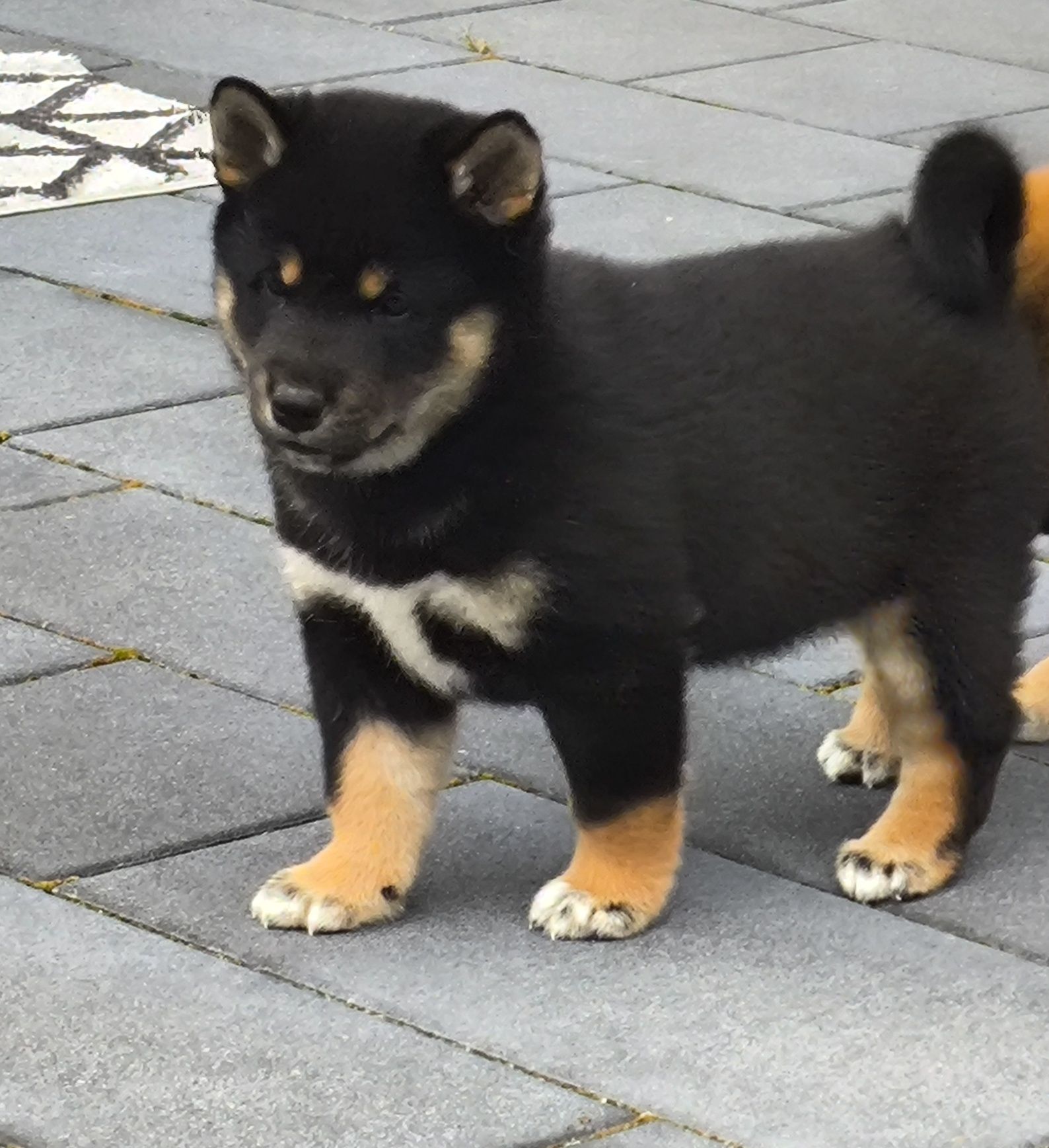 Sprzedam pieska shiba inu