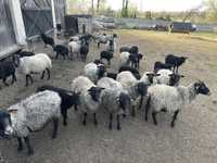 Owce wrzosowki. Stado rejestrowane / Jagnieta