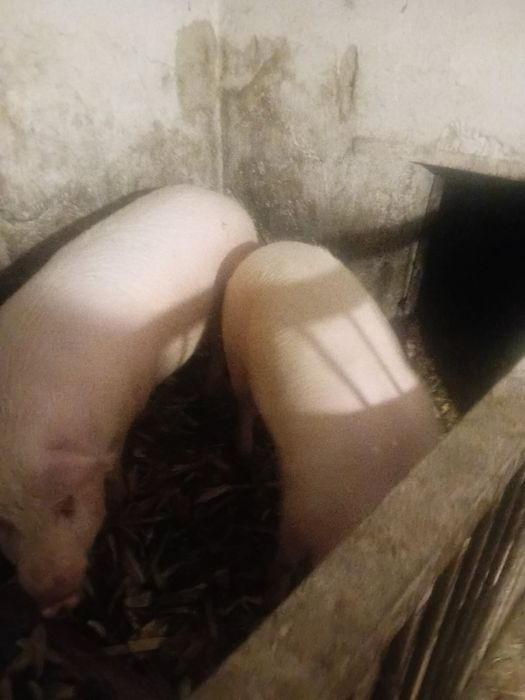 продам домашні свині