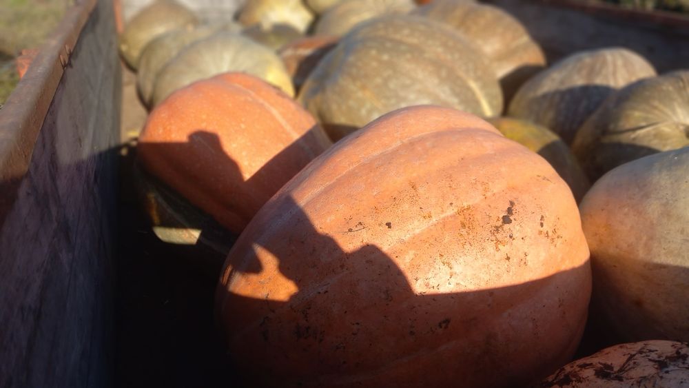 Abóboras  biológicas