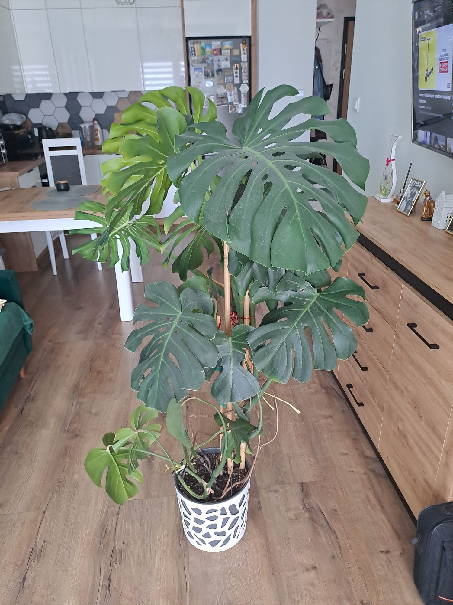 Monstera 110cm z donica