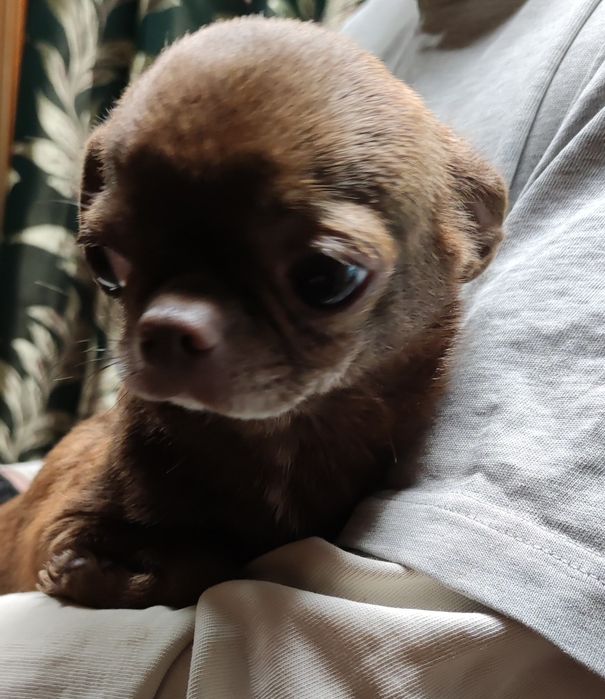 Шоколадный чихуахуа