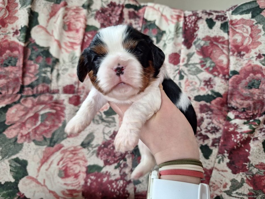 Cavalier King Charles Spaniel suczka