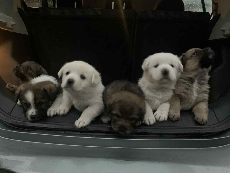 Szczeniaki do oddania