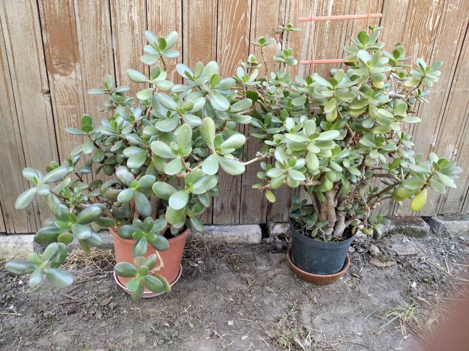 Комнатный цветок денежное дерево толстянка