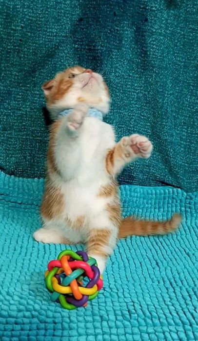 Котенок : "Замурчательный" рыжий котопаренек .