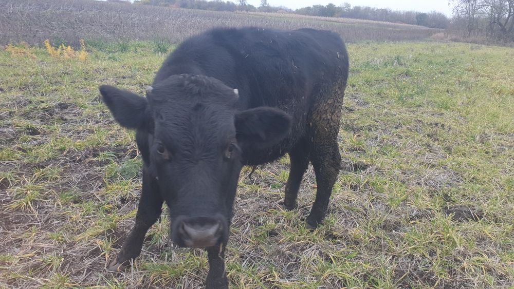 Продам  бичка...