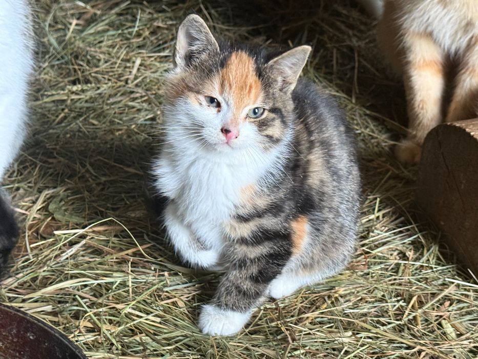 Oddam za darmo 4 małe kotki